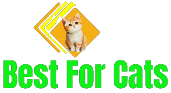The Best Care for Cats