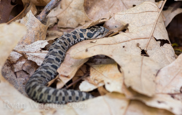 hatchling eastern hognose snake ohio