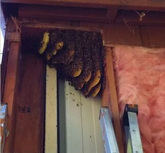 All about honey bee colony removal in Santa Rosa