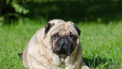 5 Nutritious Tips For Overweight Dogs and Cats