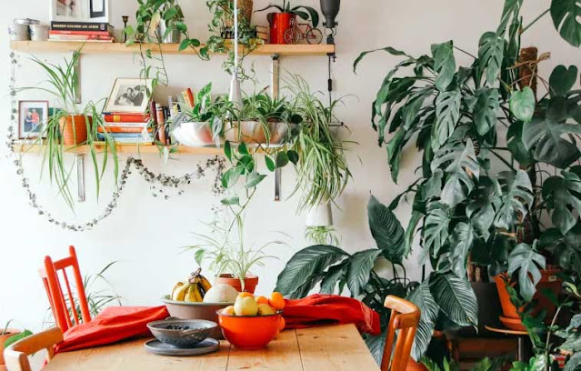 Hutan mini di dapur