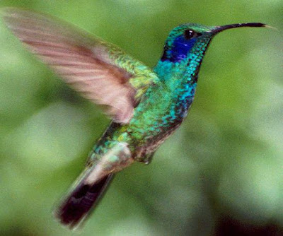 Colibrí