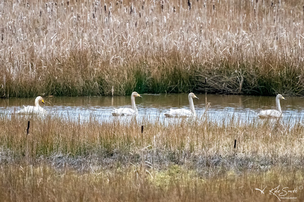 Whooper swan