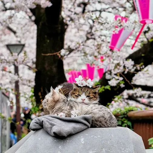 In Japan, it's common to see cats leisurely strolling through city back alleys or relaxing under the open sky