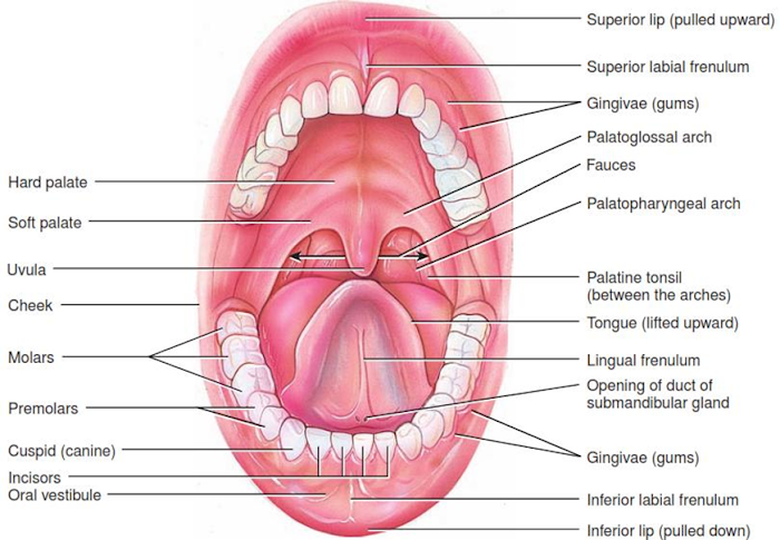 Mouth Explanation B.pharm & Pharma.D Class Notes