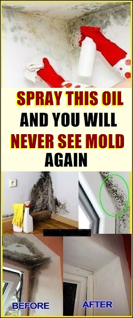 Just Spray This Oil And You Will Never See Mold Again!