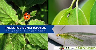 Insectos beneficiosos en agricultura ecológica