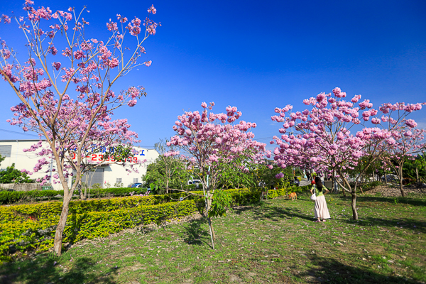 台中霧峰北峰公園洋紅風鈴木盛開好夢幻，愛心水池約會好去處