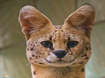 Harga Kucing Serval (Anakan & Dewasa) Terbaru, Mirip Punya Rachel Vennya