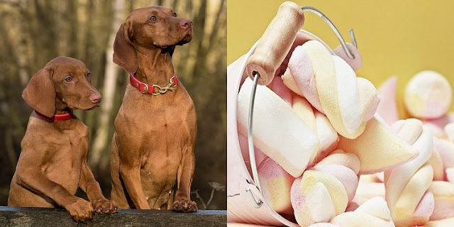 Can Dogs Eat Marshmallows 7