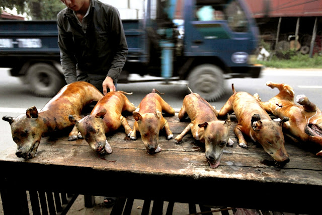 Ежегодный фестиваль поедания собак в китайской провинции Юйлинь