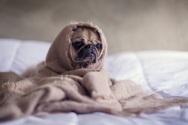 Dog soaked in towel