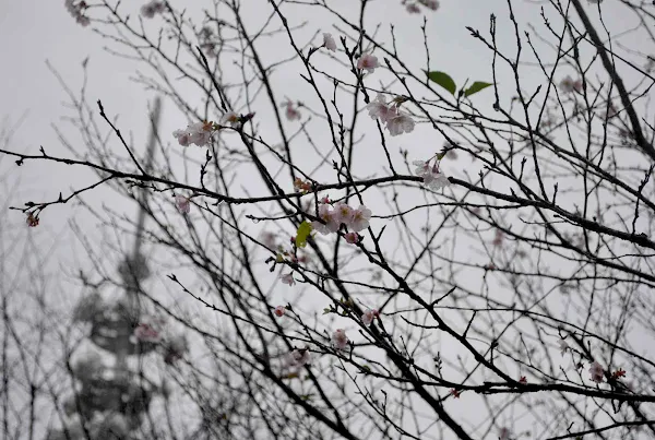 水戸デジタルテレビ送信所付近の桜