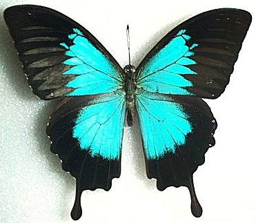 ¿Cuál es la diferencia entre una mariposa diurna y una mariposa nocturna?