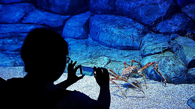 giant Japanese Spider Crab at S.E.A. Aquarium of Resorts World Sentosa, Singapore