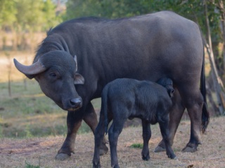 प्राण्यांची नावे यादी