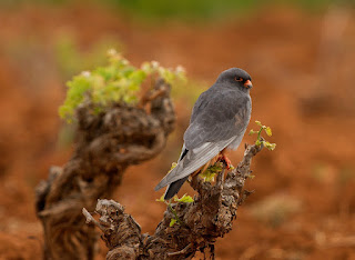 Red-footed Falcon - GREECE BIRD TOURS Red-footed Falcon - GREECE BIRD TOURS