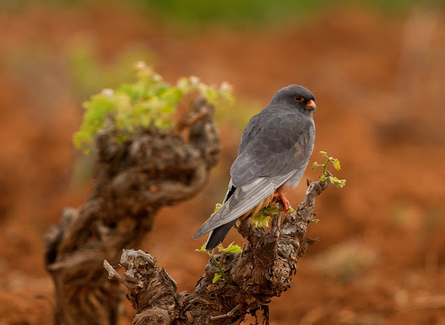 Red-footed Falcon - GREECE BIRD TOURS