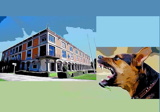 Un perro bravo