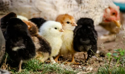 How to make poultry farming profitable business