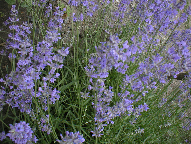 levanduľa lekárska (Lavandula angustifolia)