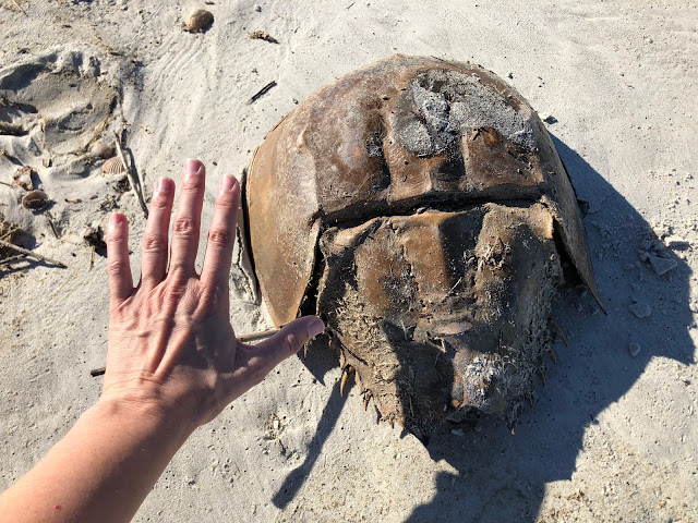 human hand next to horseshoe crab shell