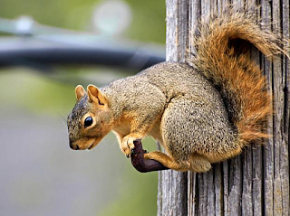 Fox Squirrel on a wood power pole