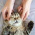 Massagens para Gatos: Relaxantes e Terapêuticas