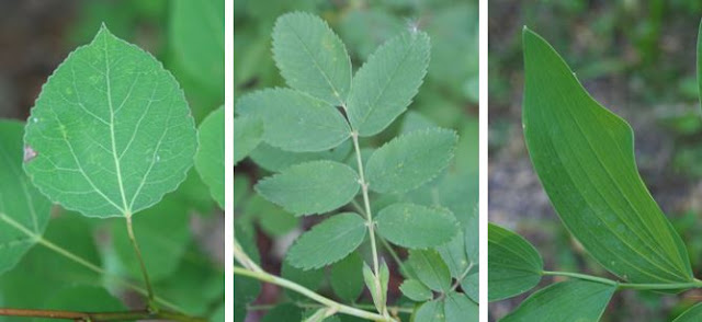 A panel of three leaves: quaking aspen, wild rose, and false Solomon's seal.