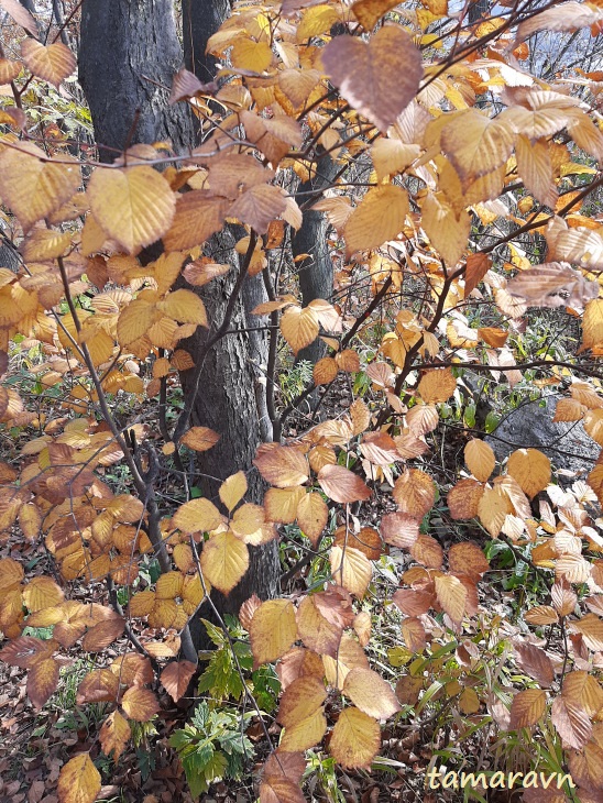 Мелкоплодник ольхолистный / Рябина ольхолистная (Micromeles alnifolia, =Sorbus alnifolia)