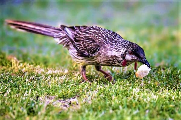 Can Birds Eat Bread Safely