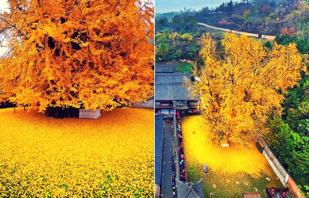 árbol-de-1400-años-del-Parque-Nacional-Zhongnan-en-China