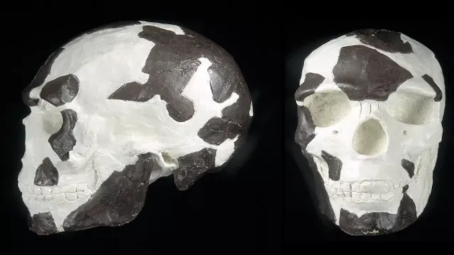 Uma reconstrução do crânio de Omo I descoberto em 1967. (Crédito da imagem: Museu de História Natural via Alamy)