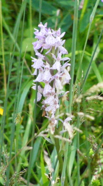 Heath Spotted Orchid Dactylorhiza maculata, Hautes Pyrenees, France. Photo by Loire Valley Time Travel.