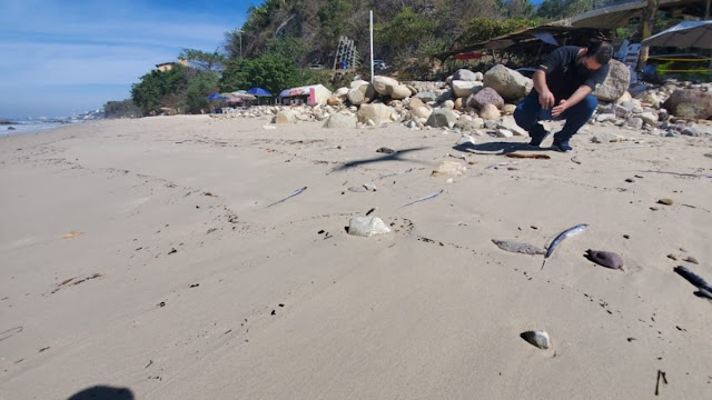 ¿Se cumple la profecía? Cientos de peces aparecen muertos en playa de Puerto Vallarta, México