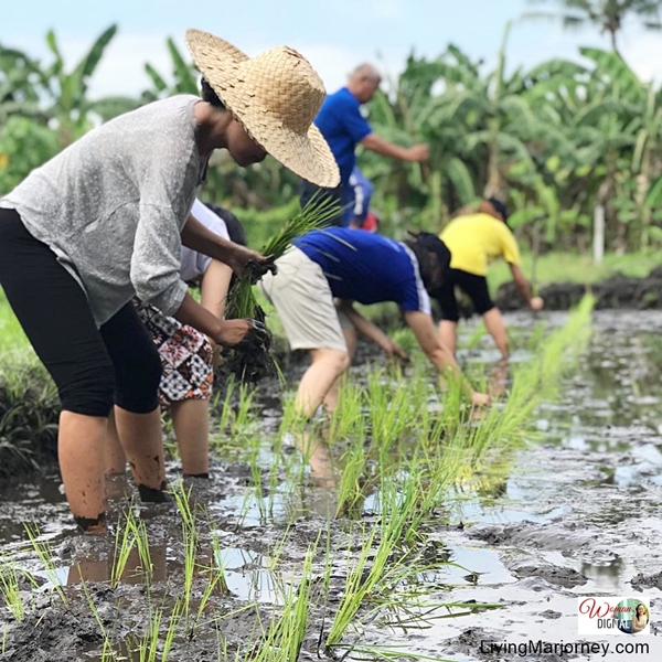 Planting Rice in Felicidad Orchard Farm