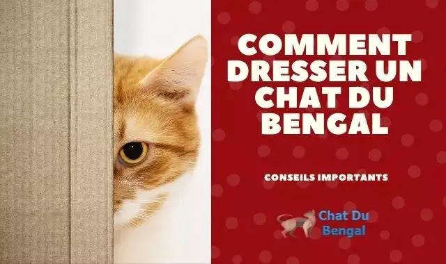 Comment dresser un chat du Bengal