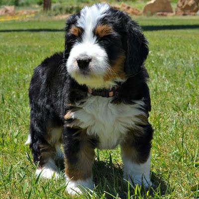 Bernedoodle puppies for sale in Pennsylvania