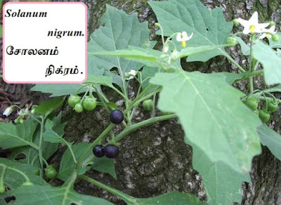 Solanum nigrum