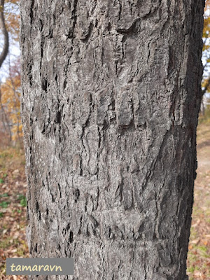 Мелкоплодник ольхолистный / Рябина ольхолистная (Micromeles alnifolia, =Sorbus alnifolia)