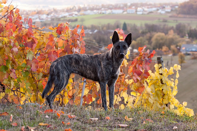 dutch-shepherd-dog