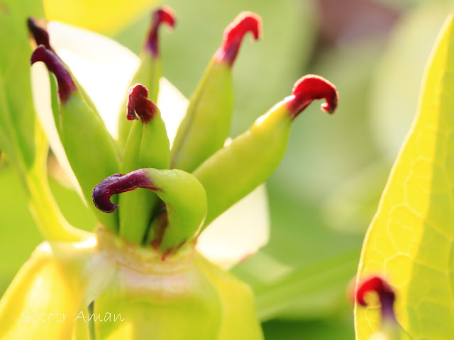 Paeonia japonica