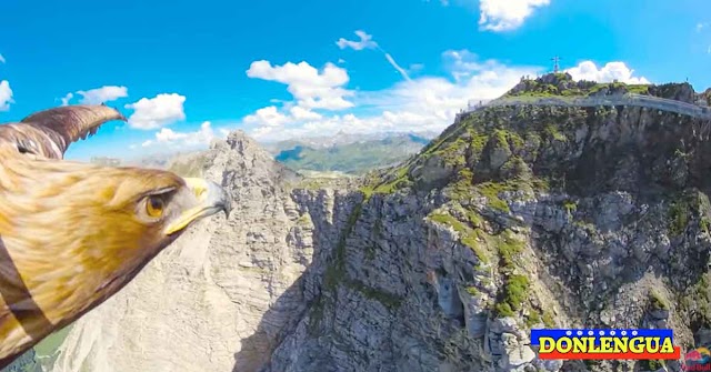 GoPro Impresionante | Así es como un Águila ve la tierra desde cientos de metros de altura