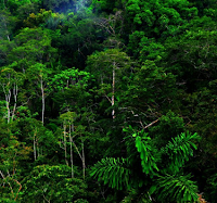 Pengertian Bioma Hutan Hujan Tropis dan Cirinya