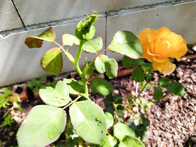 Rosa grandiflora "Soleil de Minuet".