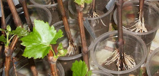 Grapes correct planting of seedlings in open ground