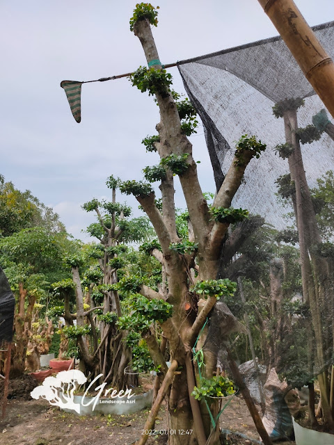Jual Bonsai Beringin Korea Taman (Pohon Dolar) di Karawang Garansi Mati Terjamin