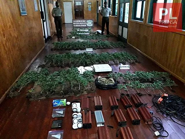 Decomisan kilos de marihuana y plantas en Río Bueno