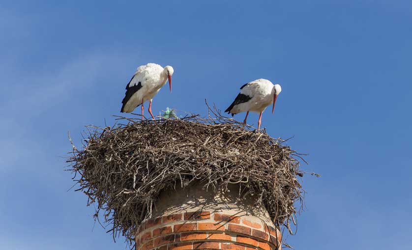 Storks are a common sight in the Algarve region of Portugal.