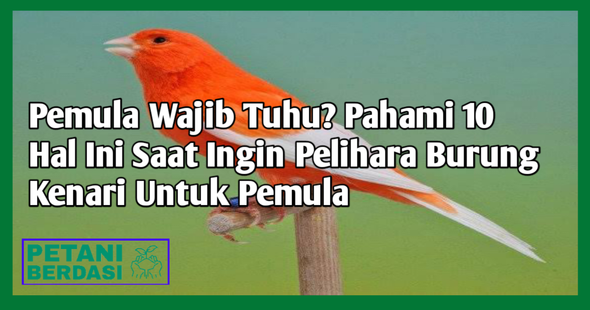 Pelihara Burung Kenari